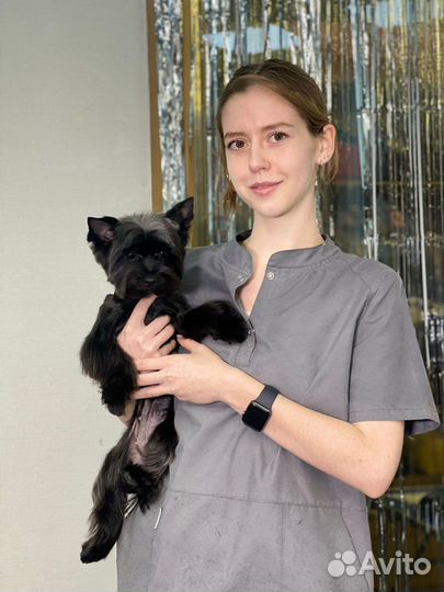 Стрижка собак. Грумер