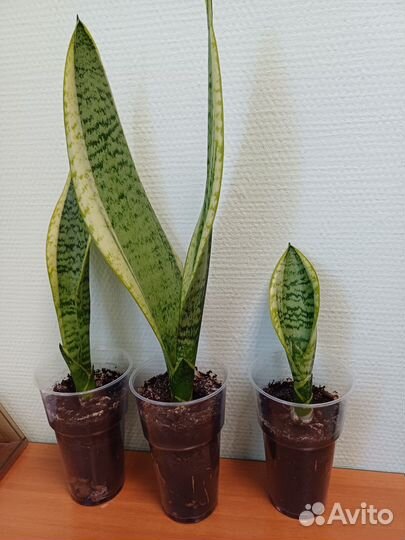 Комнатные цветы