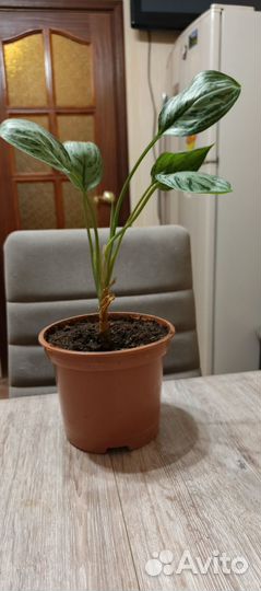 Аглаонема Сильвер Квин