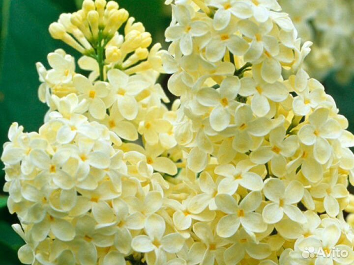 Саженцы сирени