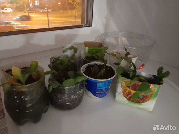 Отростки 9штучек декабрист розовый и традесканция