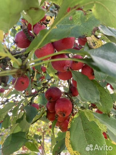 Яблоки китайка