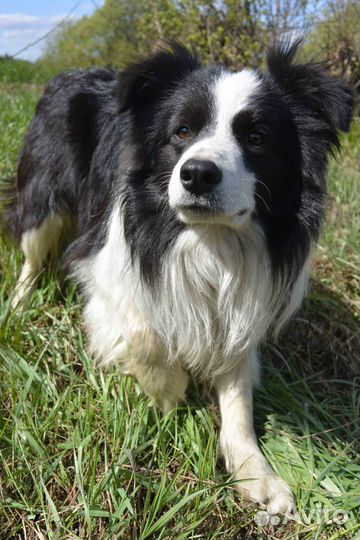 Щенки бордер колли