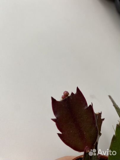 Декабрист шлюмбергера.В бутонах