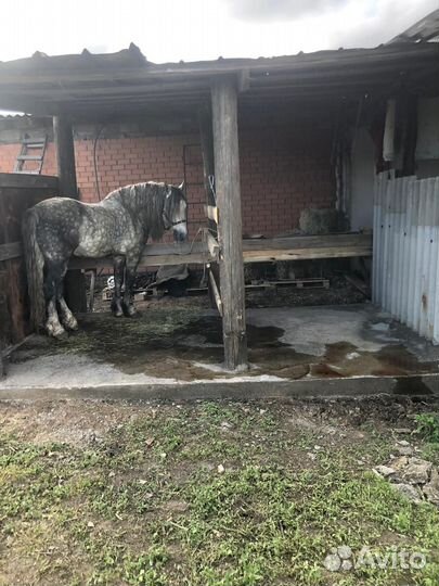 Лошадь жеребец