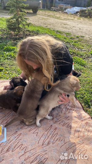 Щенки бесплатно