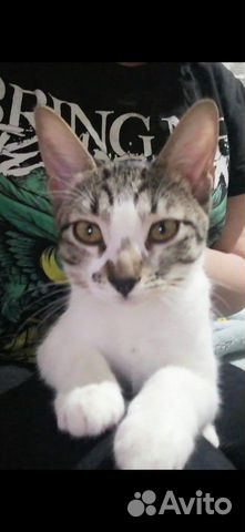 Кошечка в добрые руки