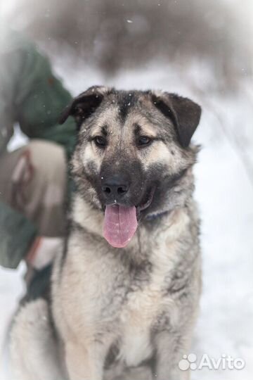 Метис кавказской овчарки