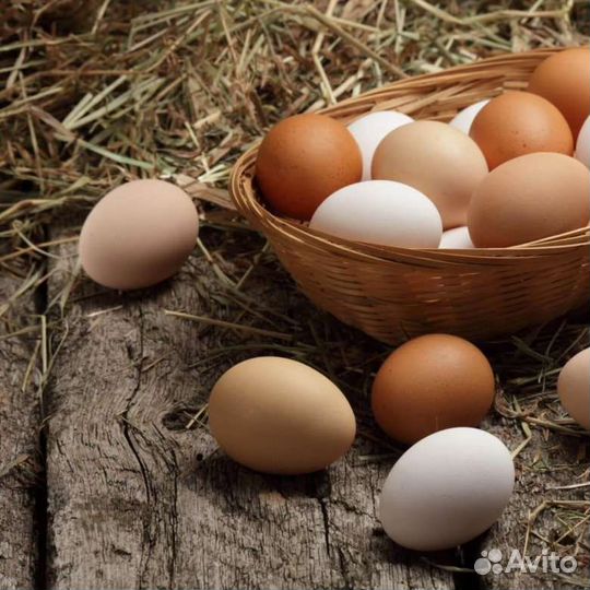 Домашние куриные яйца