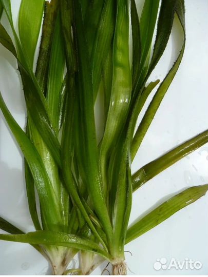 Эхинодорус, нимфея тигровая, телорез,криптокарина