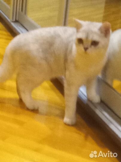 Кошки шотландцы