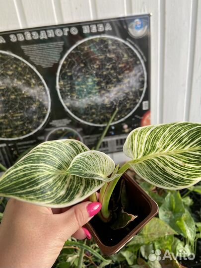 Филодендрон