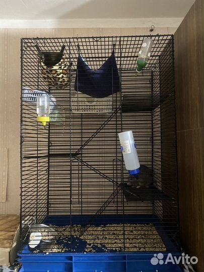 Клетка с Крысами