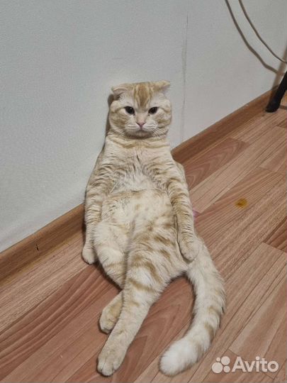 Кот на вязку