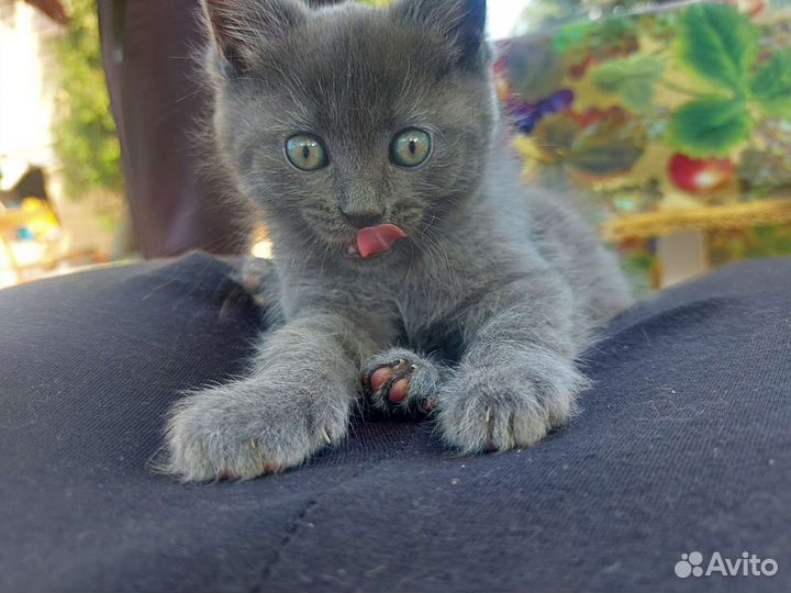 Кошечка в добрые руки