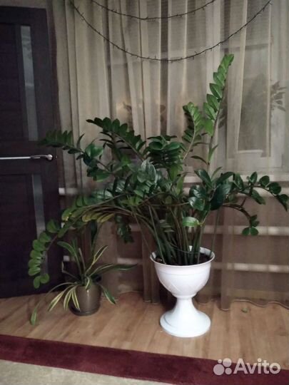 Замиокулькас