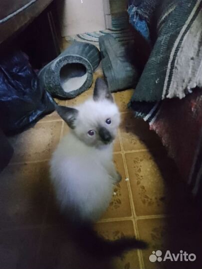 Котята в добрые руки бесплатно