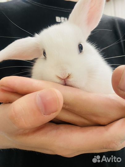 Крольчата карликовые вислоухие