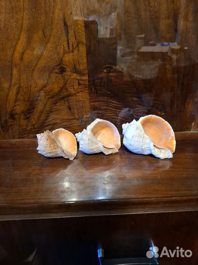 Ракушка большая