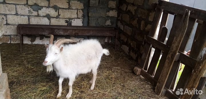 Козёл, коза и козлята