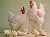 Цыплята-бройлеры 1-3 суточные, несушки