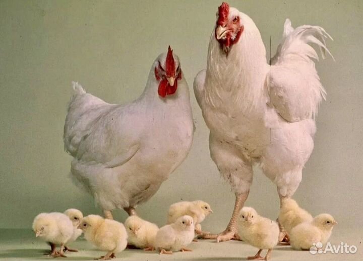 Цыплята-бройлеры 1-3 суточные