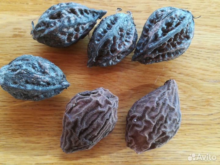 Саженцы Ореха Маньчжурского