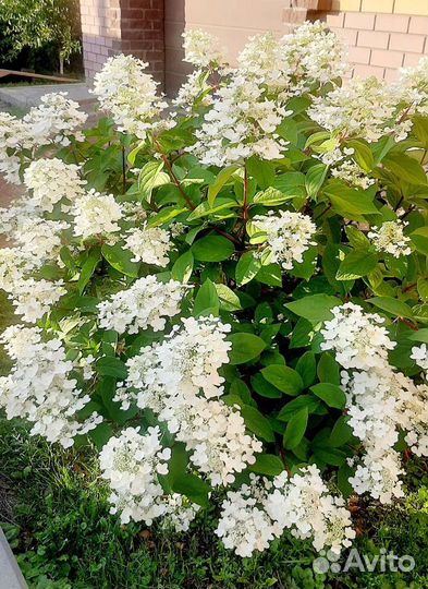 Гортензия метельчатая Вимс Ред