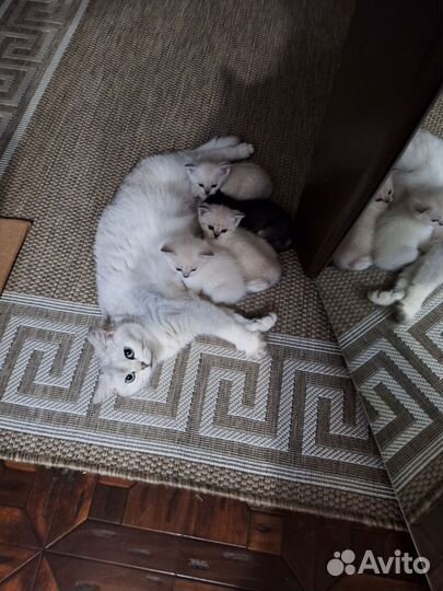 Британские котята