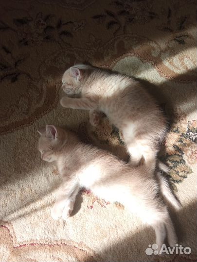 Кошки в добрые руки бесплатно
