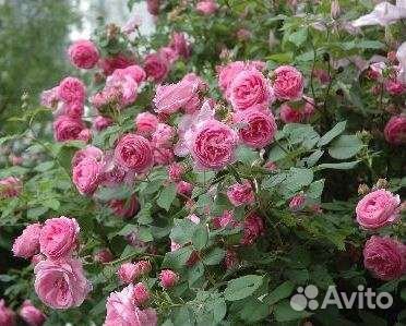 Роза кустовая розовая