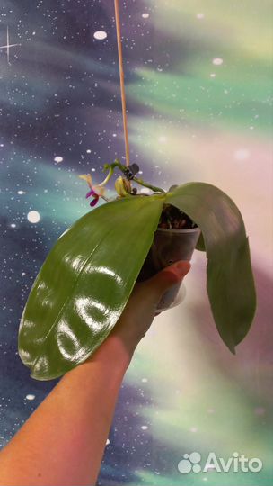 Видовая ароматная орхидея Phalaenopsis bellina