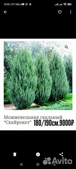 Хвойные растения