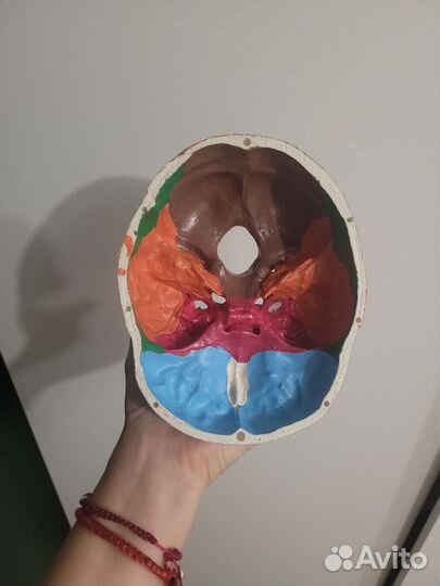 Модель черепа анатомическая