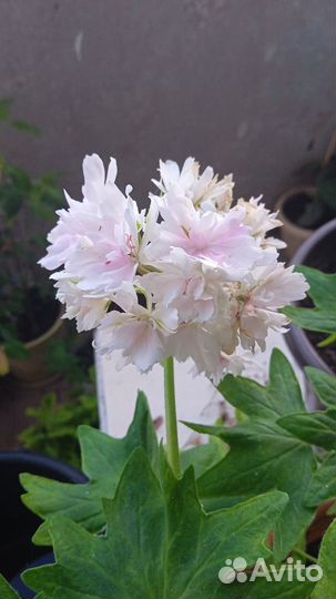 Герань стеллар