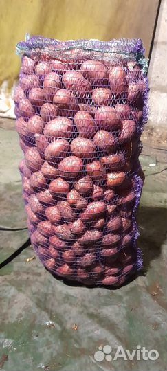 Продам картофель