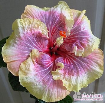 Сортовые гибискусы