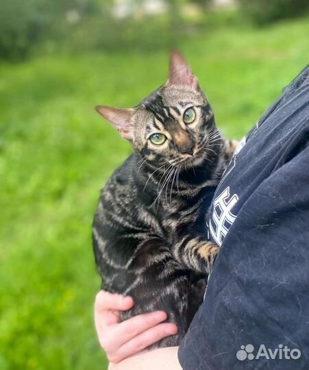 Бенгальский кот вязка