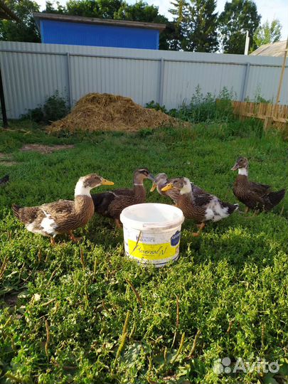 Утки башкирские