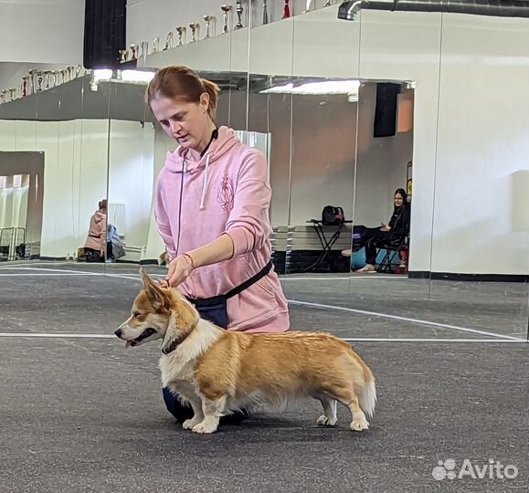 Кинолог, зоопсихолог, хендлер, дог-фитнес тренер