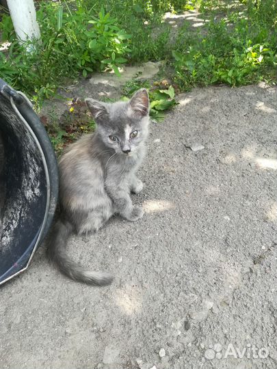 Отдам бесплатно