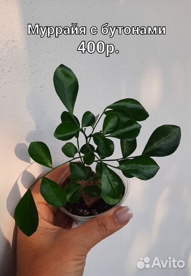 Муррайя метельчатая