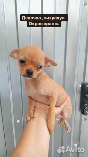 Щенки чихуахуа мини