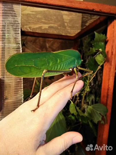 Гигантские насекомые, кузнечики и палочники