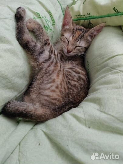 Мила котеночек, ждет свою семью