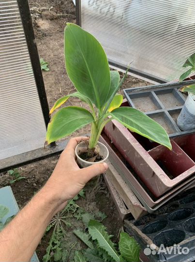 Банан киевский карлик