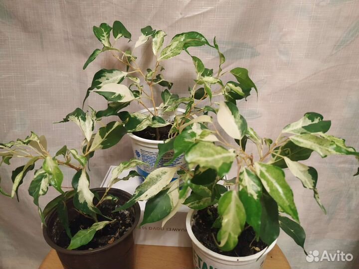 Фикусы сортовые