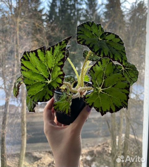 Бегония тигровая