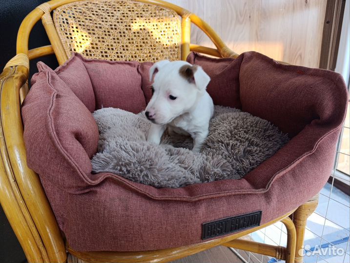 Щенки джек рассел терьер