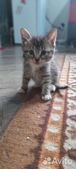Кошка в дар бесплатно